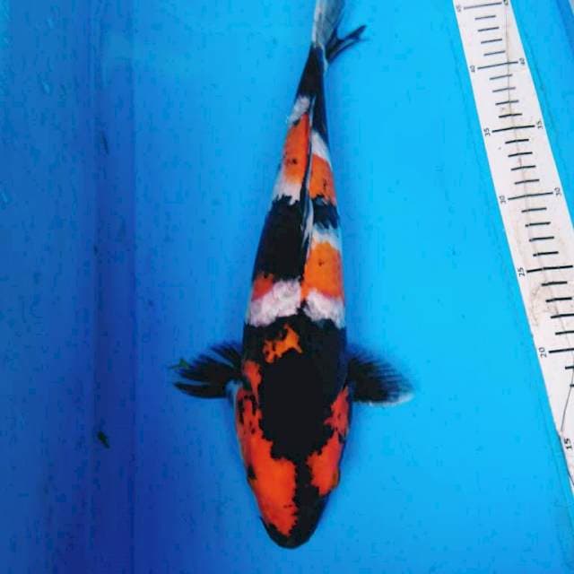 SHOWA 35 cm