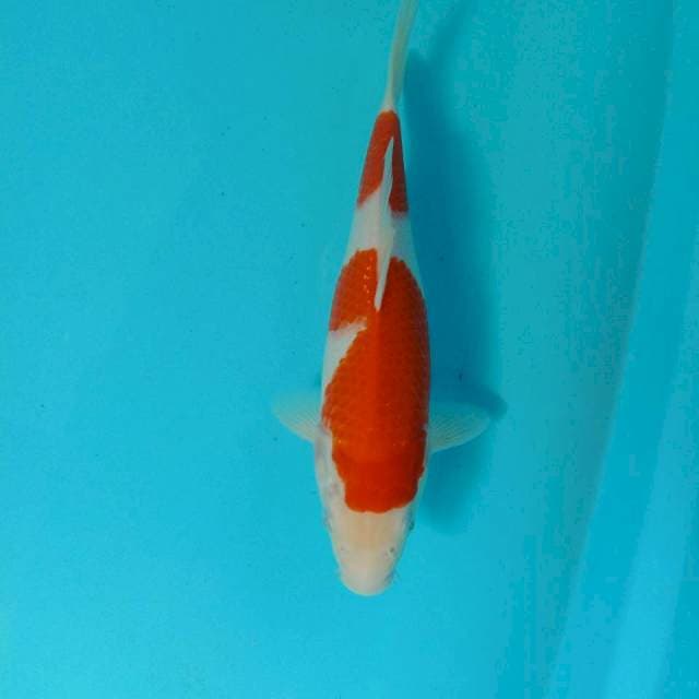 Nidan Kohaku, 30 cm