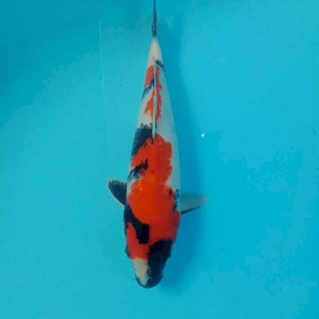 Showa, 30 cm
