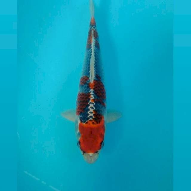 Goshiki, 28 cm