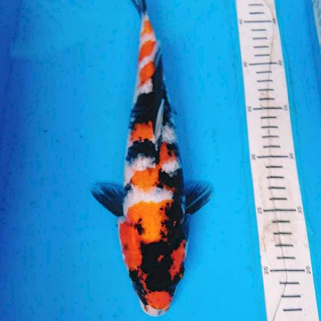 SHOWA 32 cm