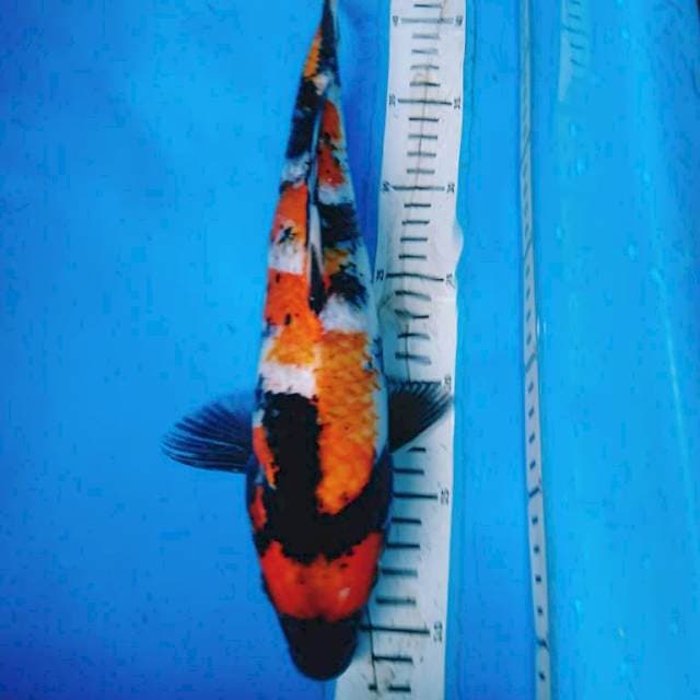 SHOWA 34 cm
