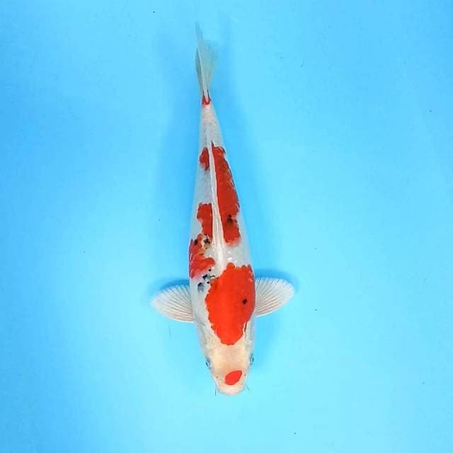 5. Sanke Hikari || 31 cm || Male