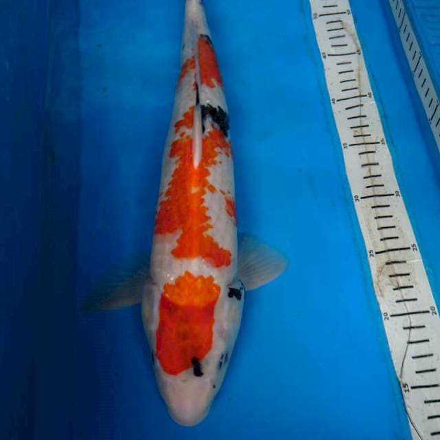 JUMBO SHOWA 45 cm MALE