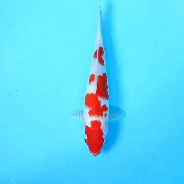 7. Kohaku || 28 cm