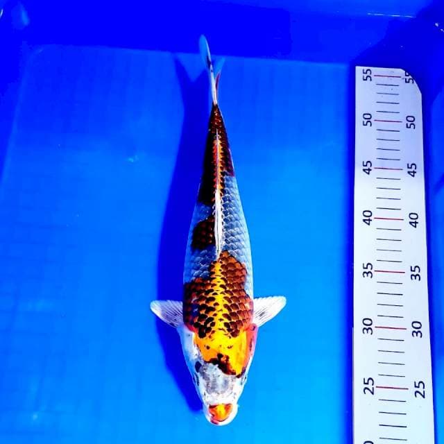 Kujaku 32cm