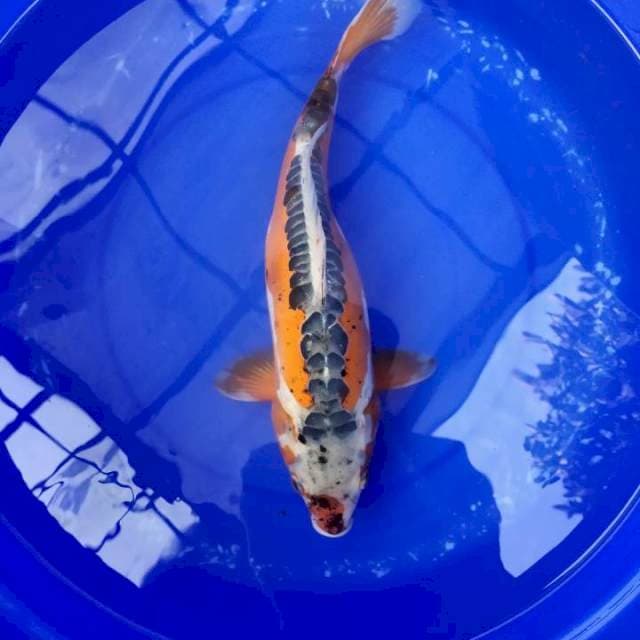 Hana shusui 43 cm