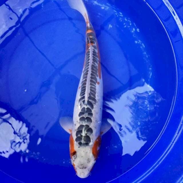 Shusui 49 cm