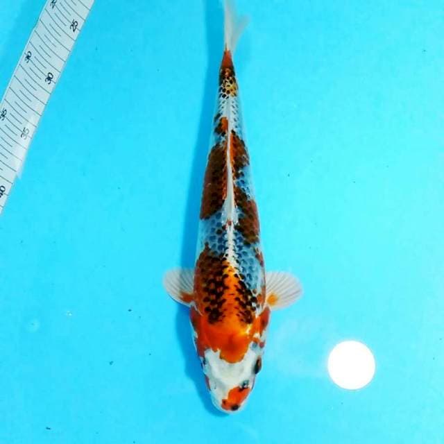 Kujaku 33cm