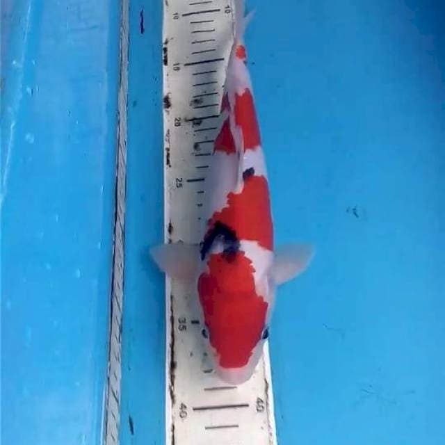 Sanke 30cm