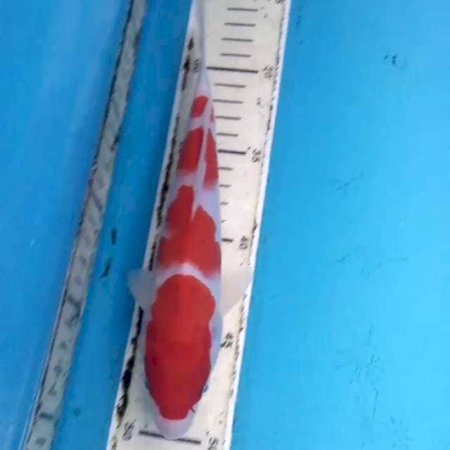 Kohaku 23cm