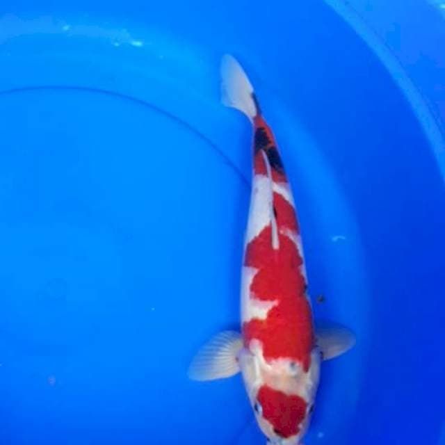 Showa Male 36cm strong