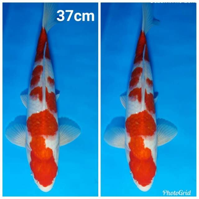 Jumbo ai goromo