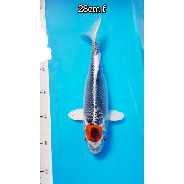 TANCO KUJAKU 28cm