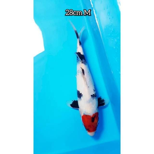 TANCO SHOWA ORI 28cm JANTAN