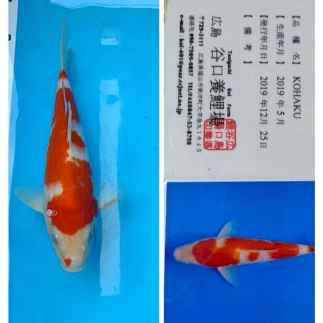 Kohaku serty taniguci