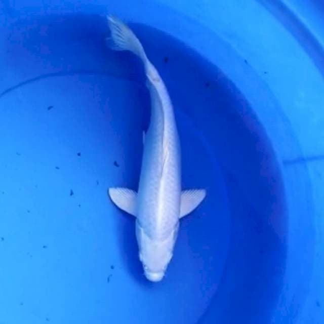 Paltinum ogon 