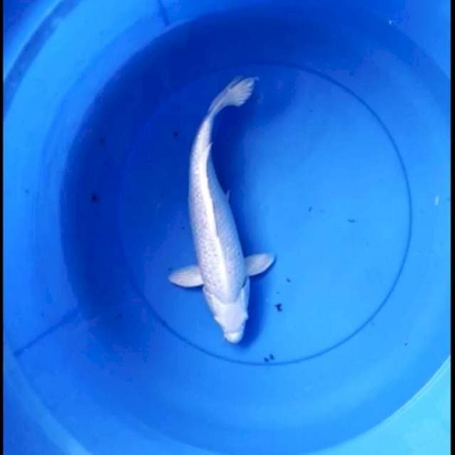 Platinum ginrin punuk 32