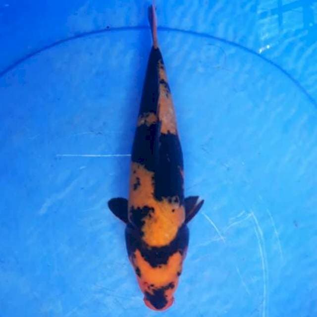 Hiutsuri jantan 27cm