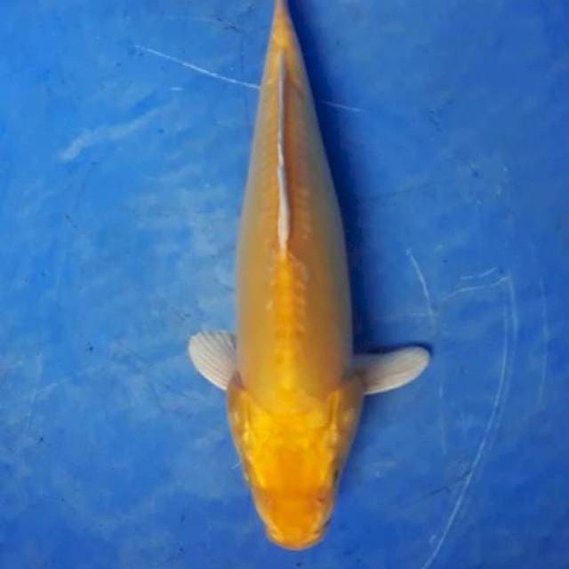 Ogon doitsu murni jantan 25cm