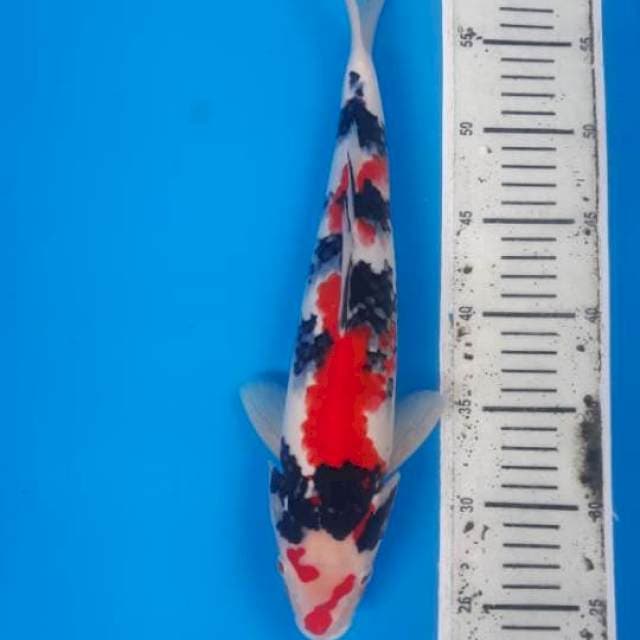 Showa jantan 37cm