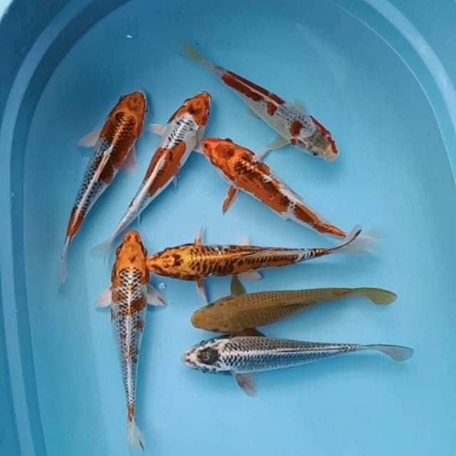 Mix jos 8 ekor 27-29cm