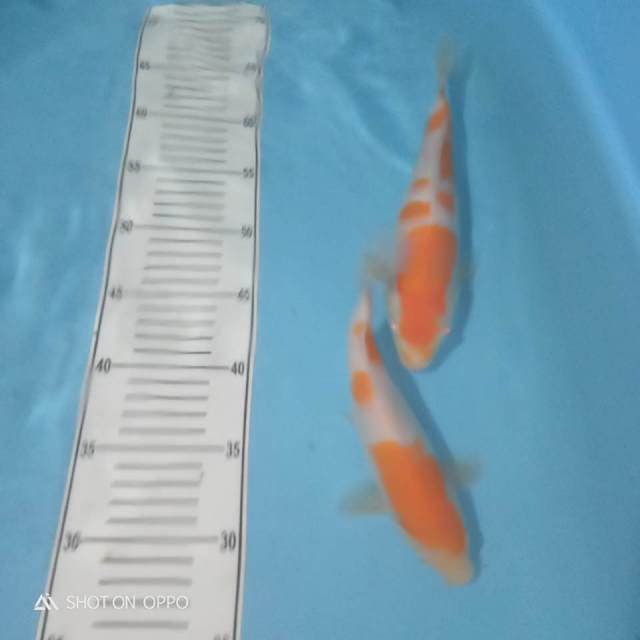 Koyo mata merah 25 bu