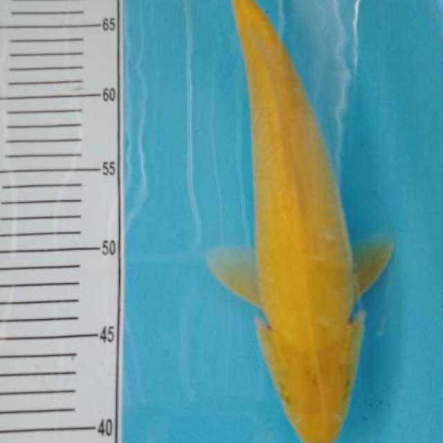 Karasi 30 cm