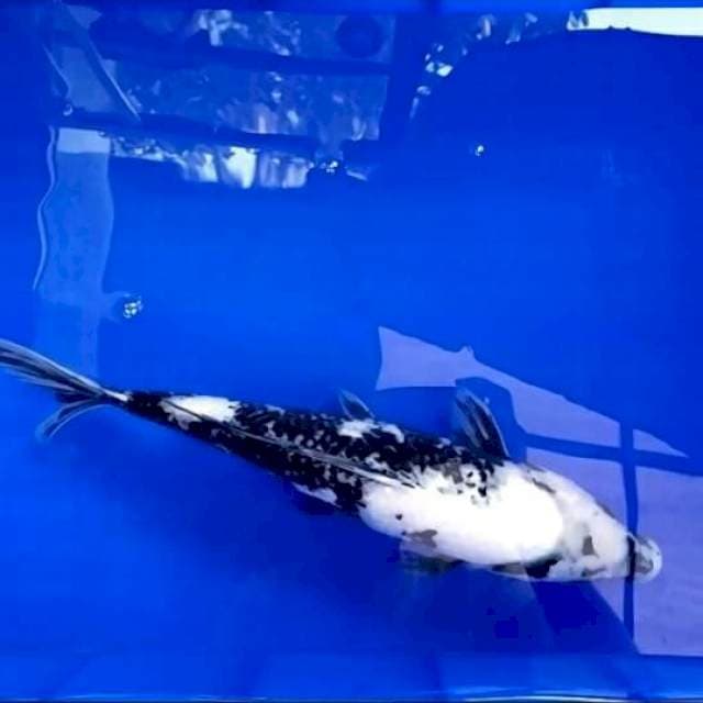 Shiro Putih Salju 42CM