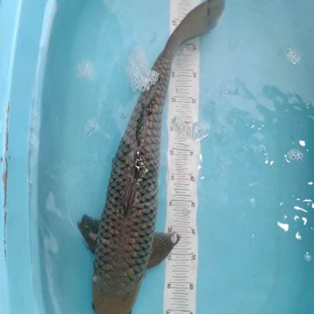 Soragoi jantan 62cm