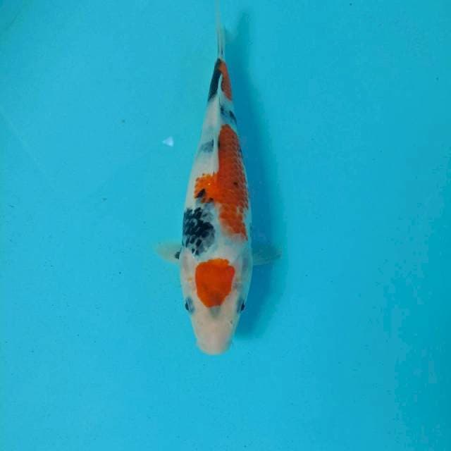 Showa, 24 cm