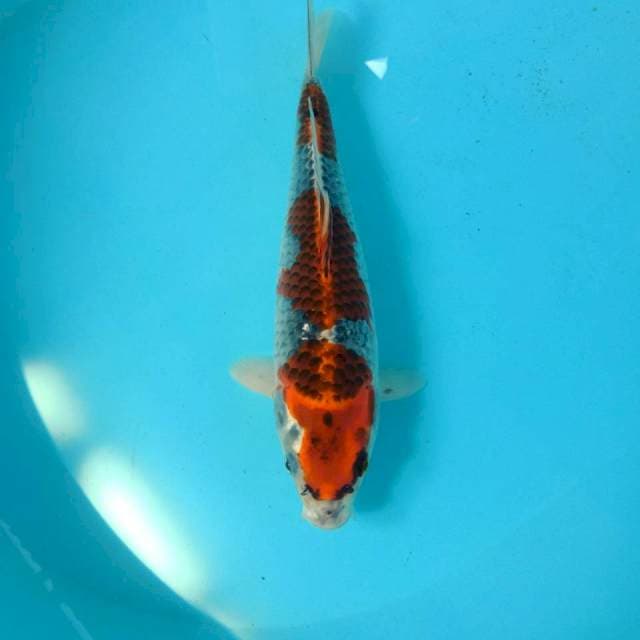 Goshiki, 29 cm