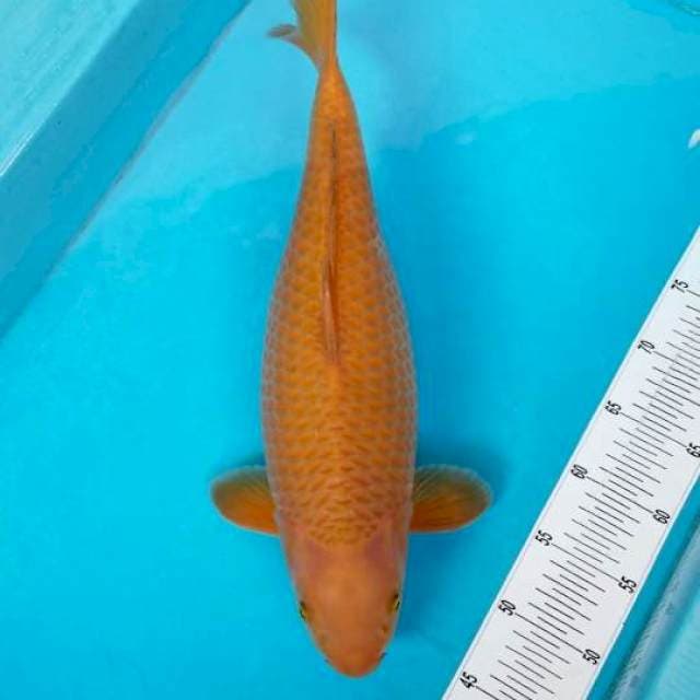 CHAGOI 50 BU
