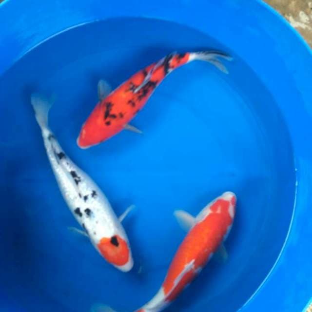 Sk mix
