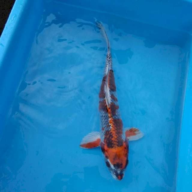 Kujaku 32 CM