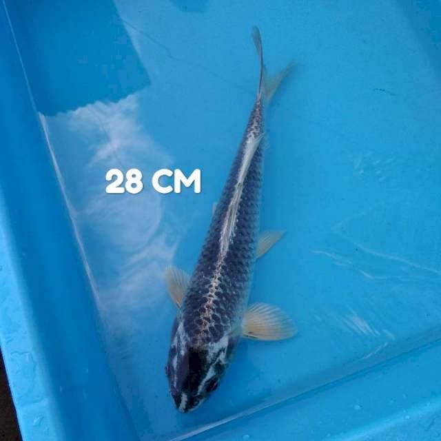 Matsuba 28 CM
