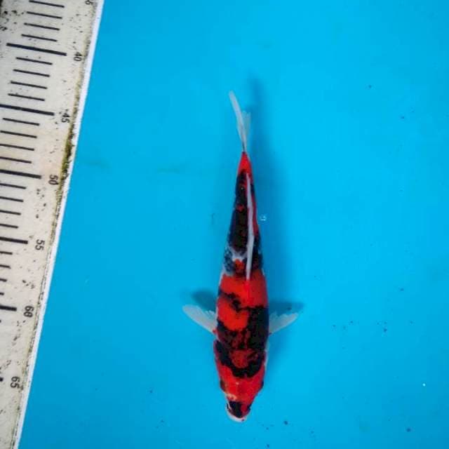 Showa sanshoku 23cm