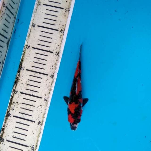 Hi showa sangar 17cm