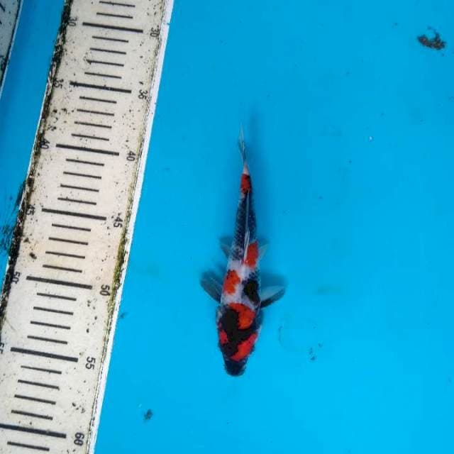 Showa Kindai 17cm