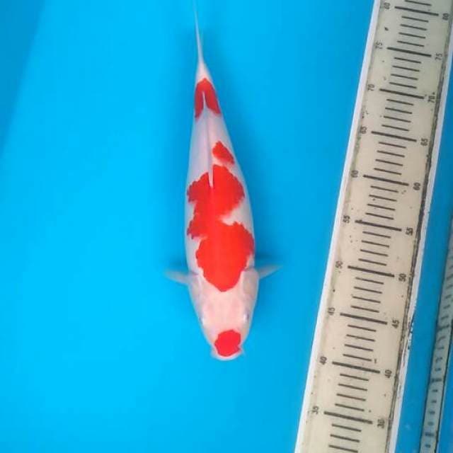 Original Kohaku Kuchibeni 35cm Female