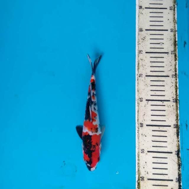 Showa Sanshoku 23cm