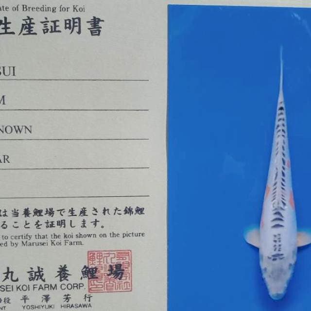 Shusui import marusei farm