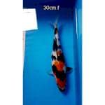 Showa 30cm female