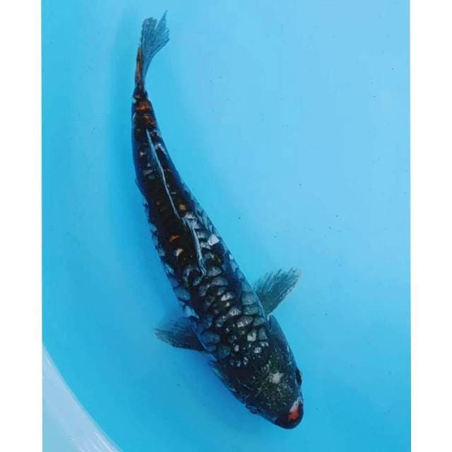 Suangar 33cm