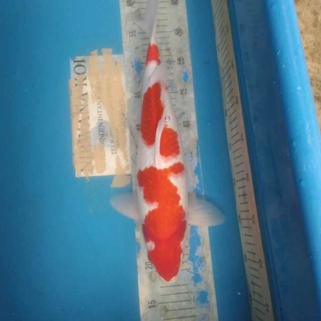 Kohaku