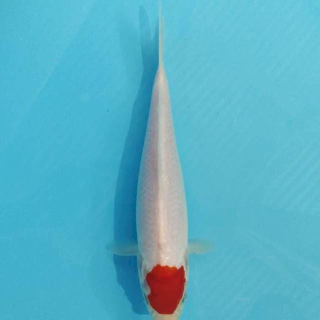 TANCHO KOHAKU