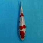 KOHAKU