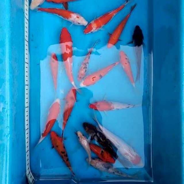 Paket mix 14-17cm. (20 ekor)