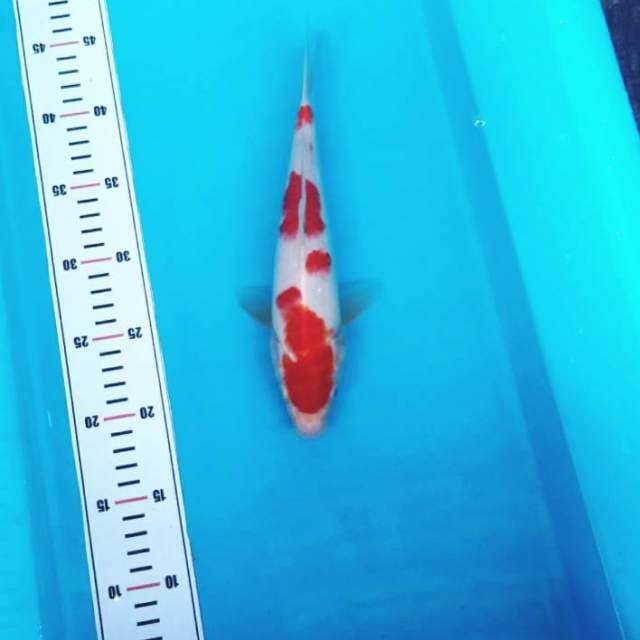 Good kohaku pattern