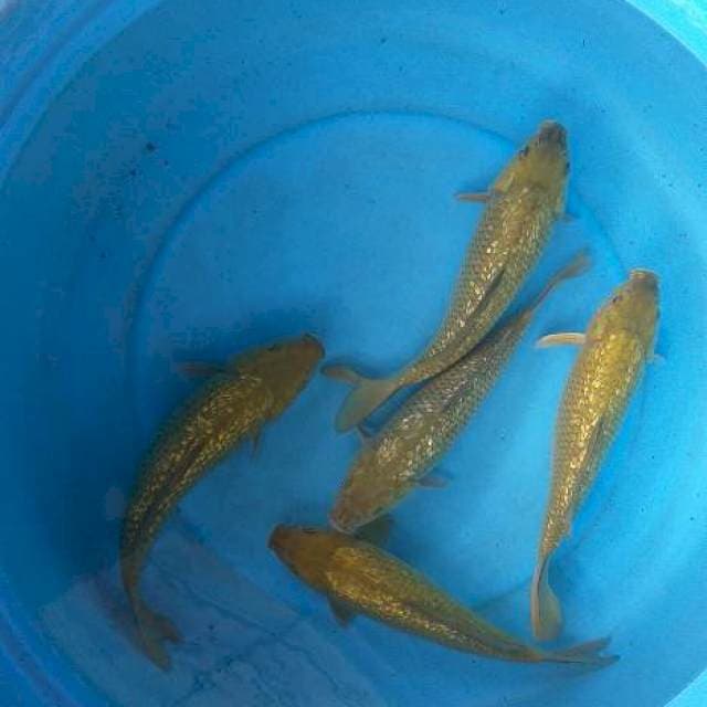 Mix midhori ginrin 5 ekor body munuk 